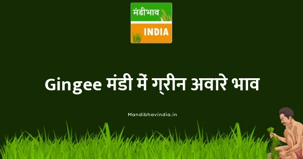 Green Avare (W) भाव